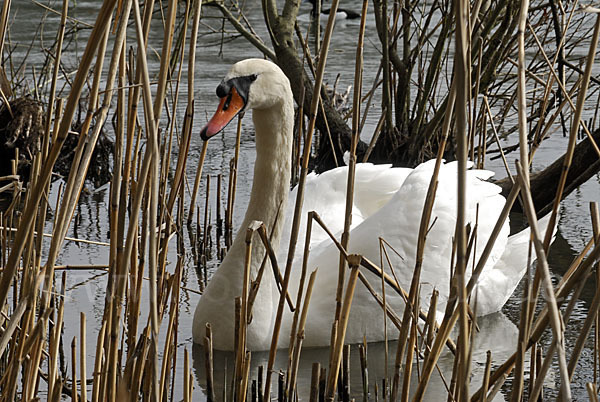 Höckerschwan (Cygnus olor)