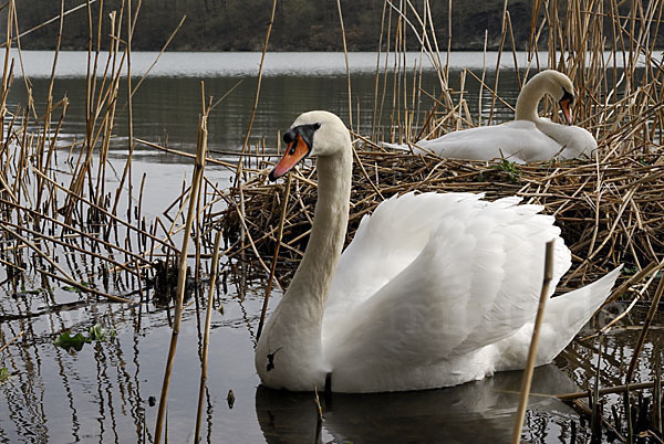 Höckerschwan (Cygnus olor)