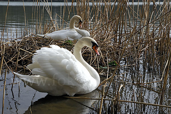 Höckerschwan (Cygnus olor)