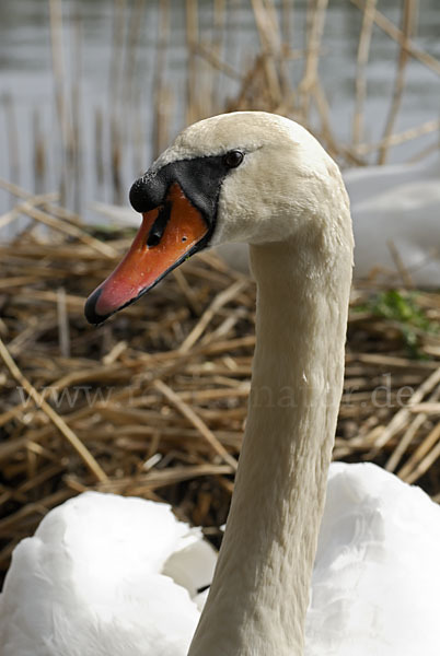 Höckerschwan (Cygnus olor)