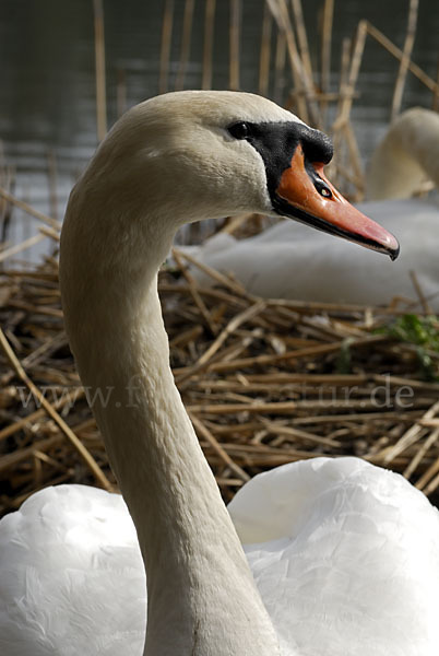 Höckerschwan (Cygnus olor)