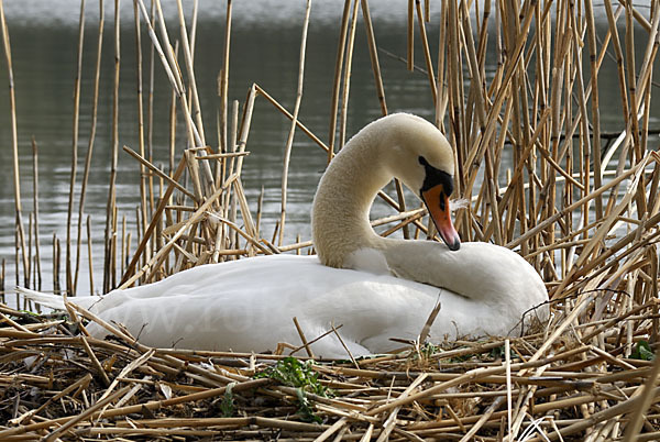 Höckerschwan (Cygnus olor)