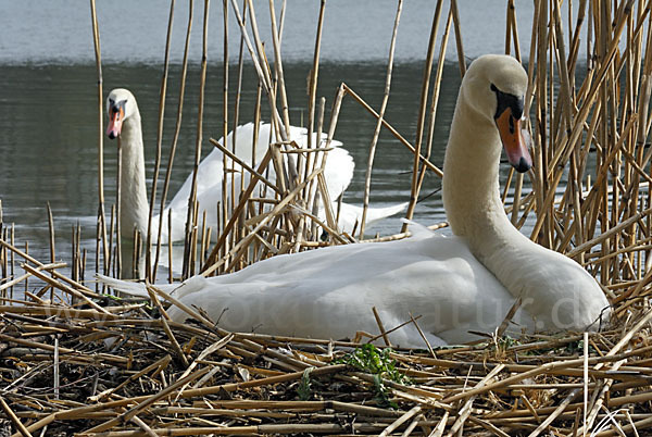 Höckerschwan (Cygnus olor)