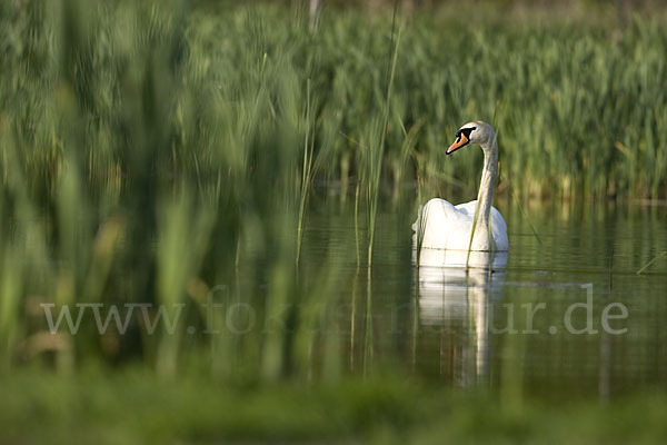 Höckerschwan (Cygnus olor)