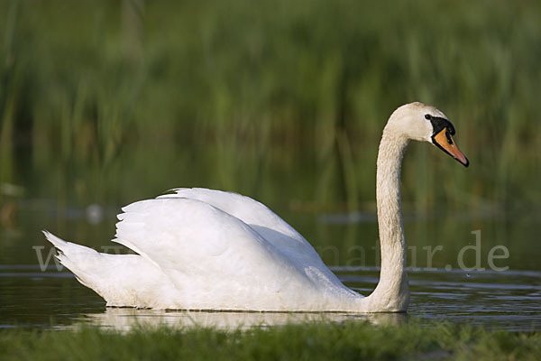 Höckerschwan (Cygnus olor)