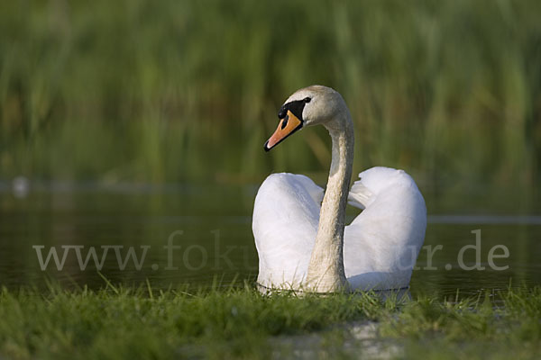 Höckerschwan (Cygnus olor)