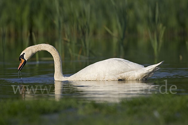 Höckerschwan (Cygnus olor)