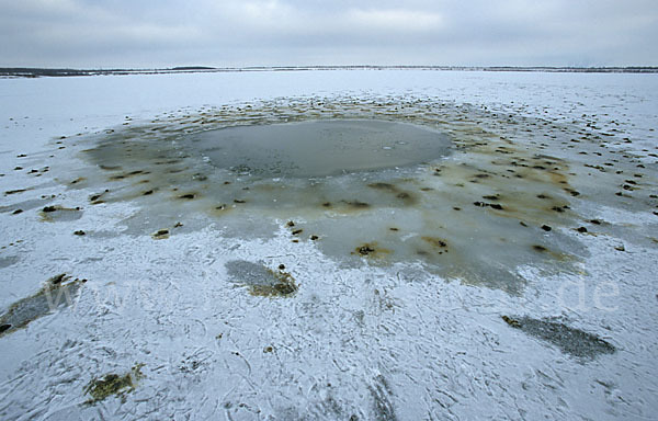 Höckerschwan (Cygnus olor)