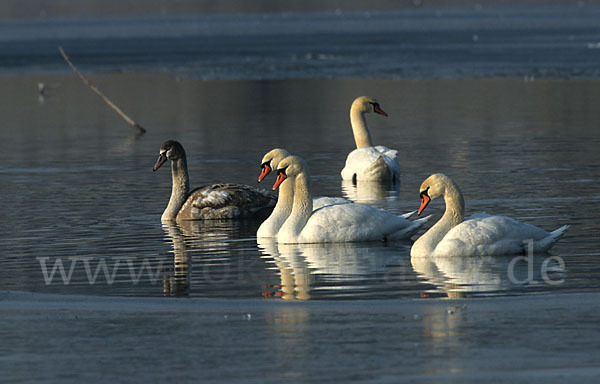 Höckerschwan (Cygnus olor)