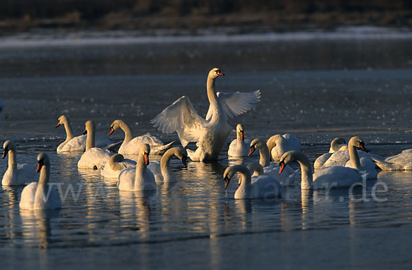 Höckerschwan (Cygnus olor)