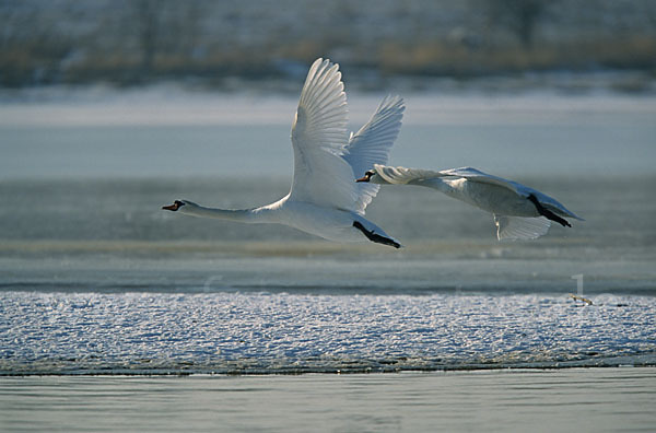 Höckerschwan (Cygnus olor)