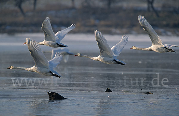 Höckerschwan (Cygnus olor)