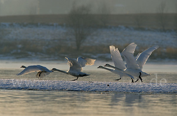 Höckerschwan (Cygnus olor)