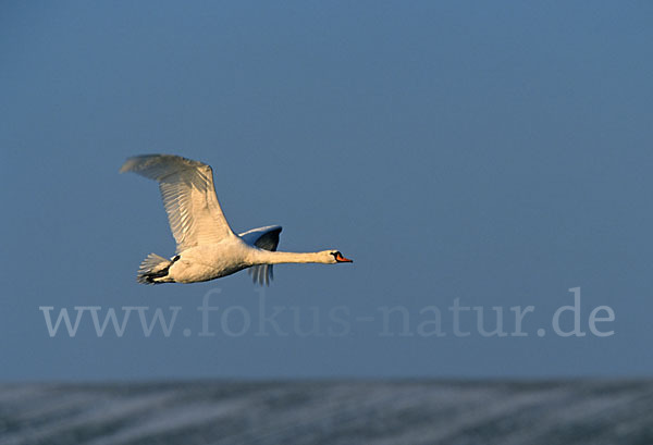 Höckerschwan (Cygnus olor)