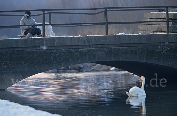 Höckerschwan (Cygnus olor)