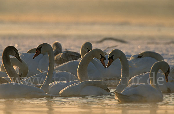 Höckerschwan (Cygnus olor)