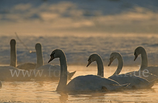 Höckerschwan (Cygnus olor)