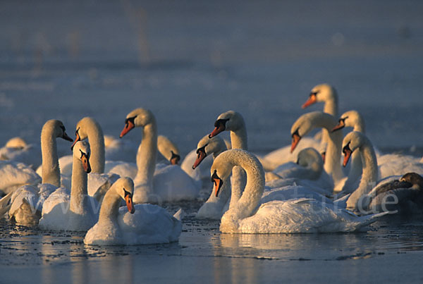 Höckerschwan (Cygnus olor)