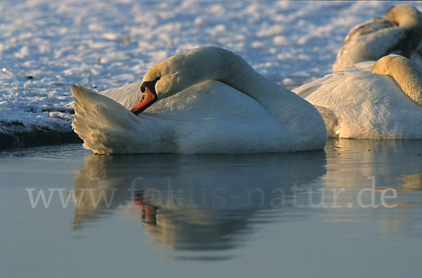 Höckerschwan (Cygnus olor)