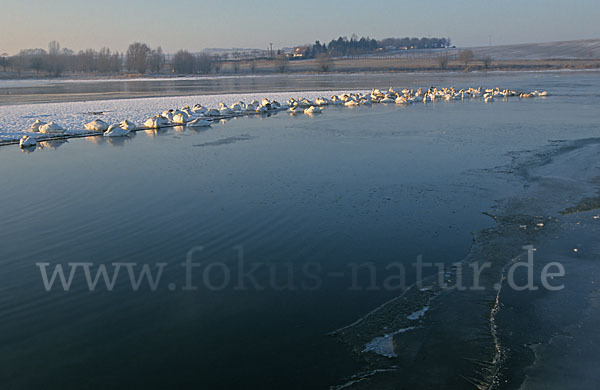 Höckerschwan (Cygnus olor)