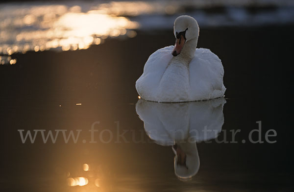 Höckerschwan (Cygnus olor)