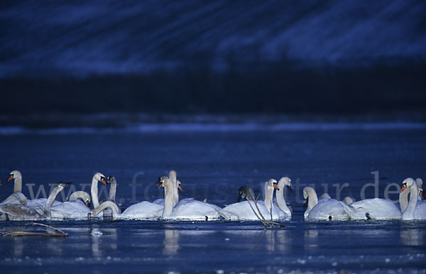 Höckerschwan (Cygnus olor)