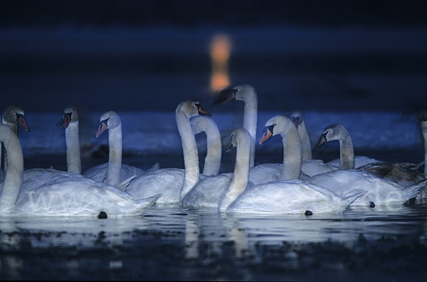 Höckerschwan (Cygnus olor)