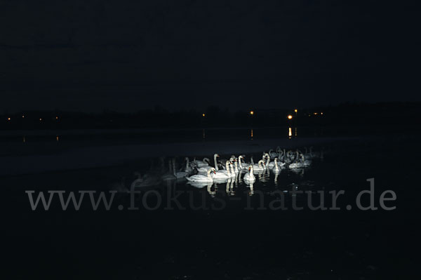 Höckerschwan (Cygnus olor)