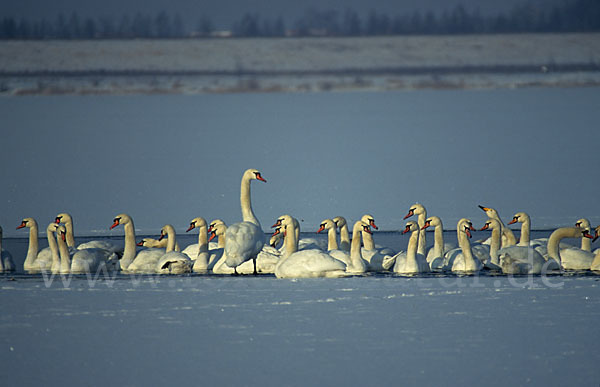 Höckerschwan (Cygnus olor)