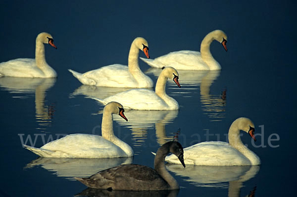 Höckerschwan (Cygnus olor)