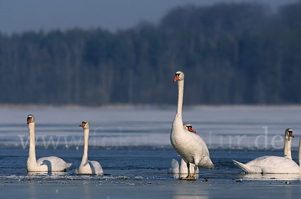 Höckerschwan (Cygnus olor)