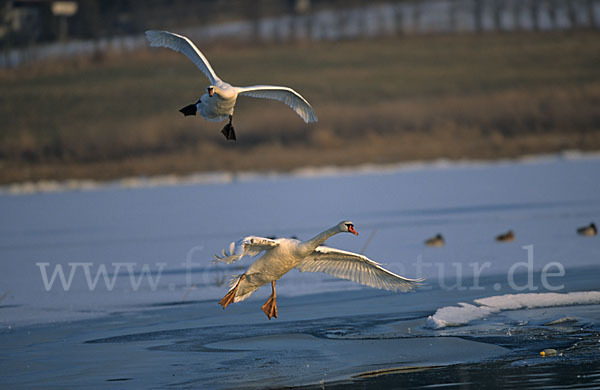 Höckerschwan (Cygnus olor)