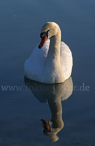 Höckerschwan (Cygnus olor)