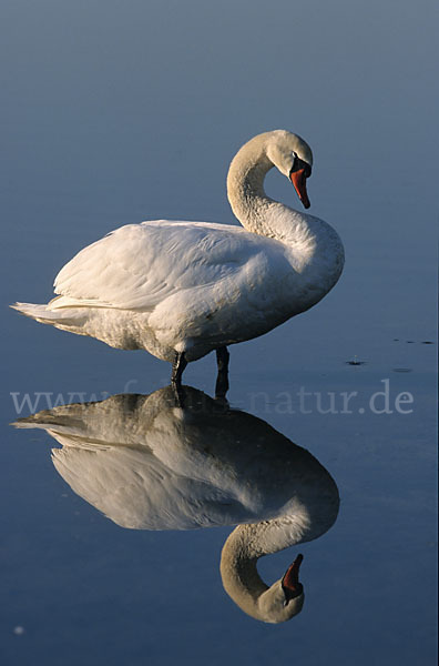 Höckerschwan (Cygnus olor)