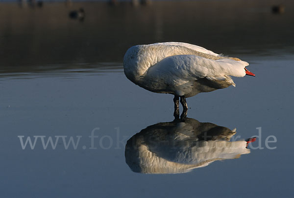 Höckerschwan (Cygnus olor)