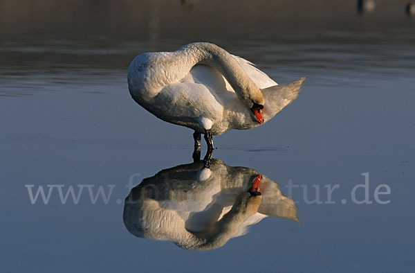 Höckerschwan (Cygnus olor)