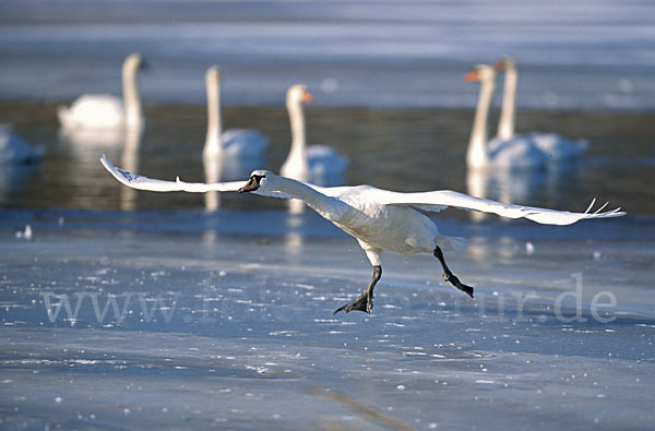 Höckerschwan (Cygnus olor)