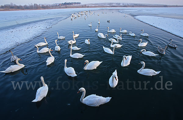 Höckerschwan (Cygnus olor)