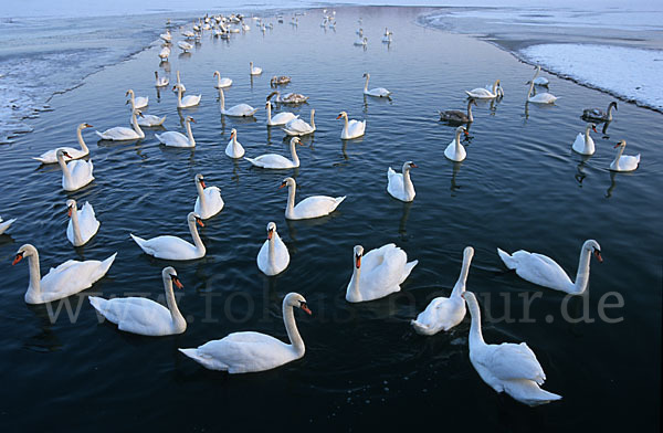 Höckerschwan (Cygnus olor)