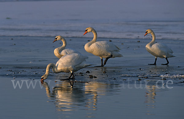 Höckerschwan (Cygnus olor)