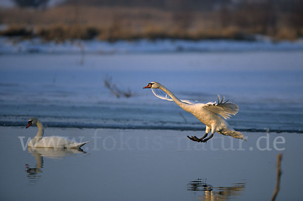 Höckerschwan (Cygnus olor)