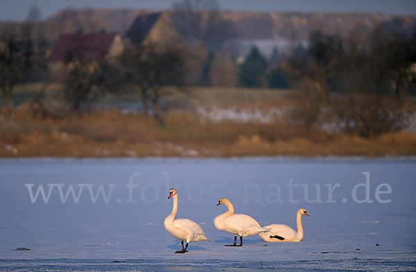 Höckerschwan (Cygnus olor)