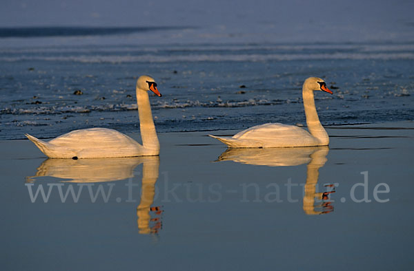 Höckerschwan (Cygnus olor)