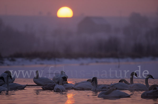 Höckerschwan (Cygnus olor)