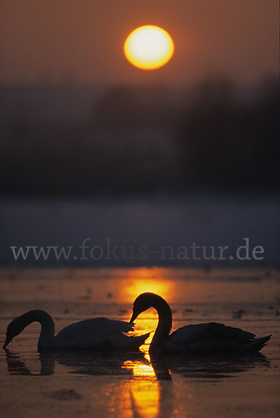 Höckerschwan (Cygnus olor)