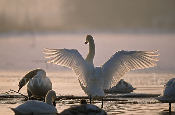 Höckerschwan (Cygnus olor)