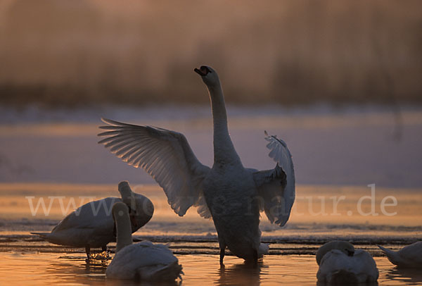 Höckerschwan (Cygnus olor)