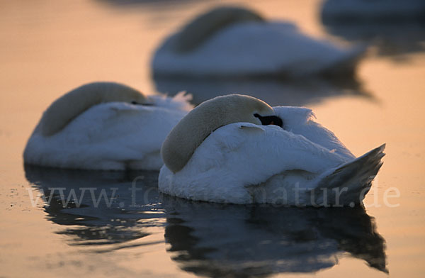 Höckerschwan (Cygnus olor)