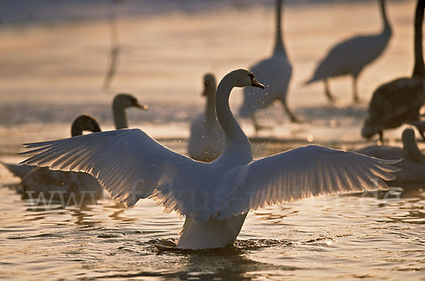 Höckerschwan (Cygnus olor)