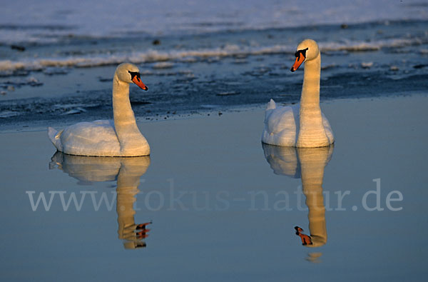 Höckerschwan (Cygnus olor)